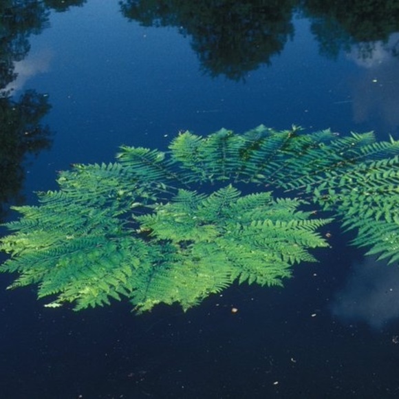 Meet your Posher, Katherine - Picture 1 of 1